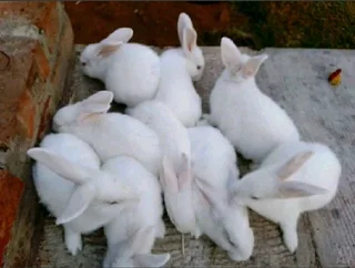 QUALITY NEWZEALAND WHITE RABBITS AVAILABLE FOR SALE