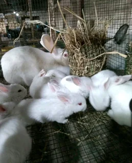 QUALITY NEWZEALAND WHITE RABBITS AVAILABLE FOR SALE