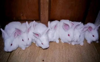 Quality Newzealand White Rabbits Available For Sale