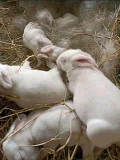 Quality Newzealand White Rabbits Available For Sale