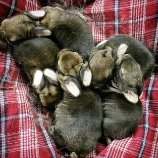 FLEMISH KITS AVAILABLE FOR SALE