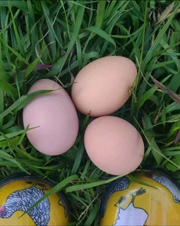 LARGE HIGH QUALITY BLACK AUSTRALORP FERTILE EGGS AVAILABLE FOR SALE