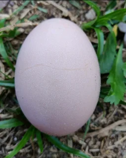 LARGE HIGH QUALITY BLACK AUSTRALORP FERTILE EGGS AVAILABLE FOR SALE