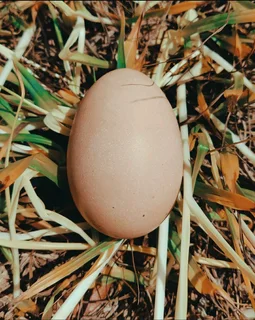 LARGE HIGH QUALITY BLACK AUSTRALORP FERTILE EGGS AVAILABLE FOR SALE