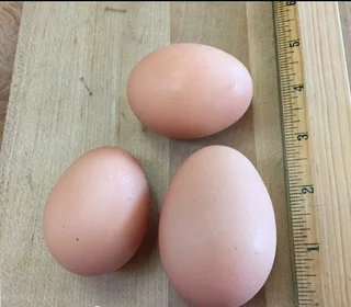 LARGE HIGH QUALITY BLACK AUSTRALORP FERTILE EGGS AVAILABLE FOR SALE