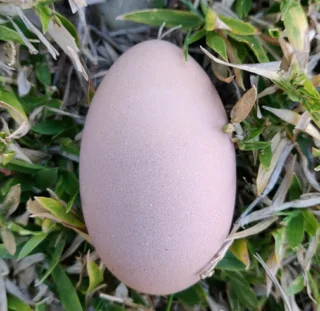 BLACK AUSTRALORP FERTILE EGGS AVAILABLE FOR SALE