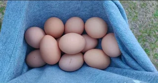 BLACK AUSTRALORP FERTILE EGGS AVAILABLE FOR SALE