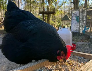 BLACK AUSTRALORP FERTILE EGGS FOR SALE
