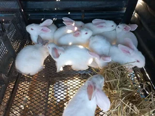 A variety of pure breeds available for sale