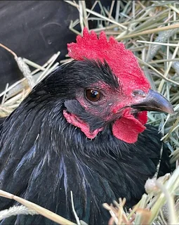 QUALITY BLACK AUSTRALORP FERTILE EGGS AVAILABLE FOR SALE
