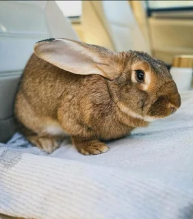 Beautiful Flemish Giants Available For Sale