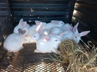 TOP QUALITY NEWZEALAND WHITE BREEDING STOCK AVAILABLE FOR SALE