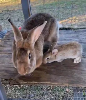 FLEMISH GIANTS AVAILABLE FOR SALE