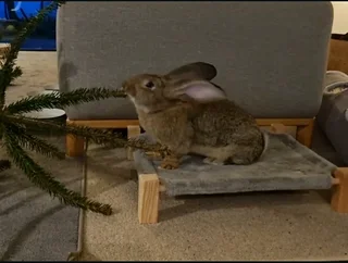 Flemish Kits Available For Sale