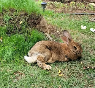 FLEMISH KITS AVAILABLE FOR SALE