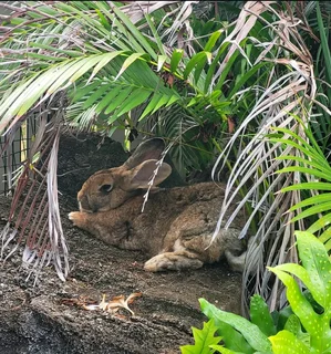 FLEMISH KITS AVAILABLE FOR SALE