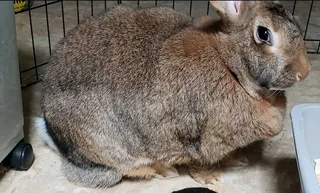 FLEMISH KITS AVAILABLE FOR SALE