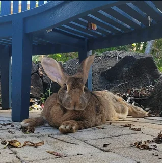 FLEMISH KITS AVAILABLE FOR SALE