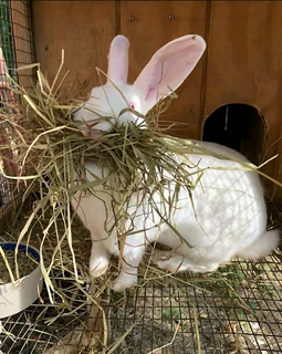 QUALITY NEWZEALAND WHITE BREEDING STOCK AVAILABLE FOR SALE