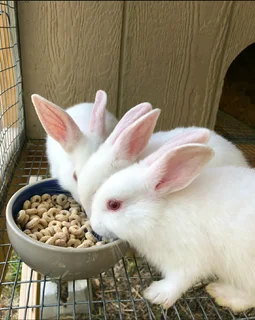 QUALITY NEWZEALAND WHITE BREEDING STOCK AVAILABLE FOR SALE