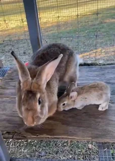 NEWZEALAND WHITE RABBITS AVAILABLE FOR SALE