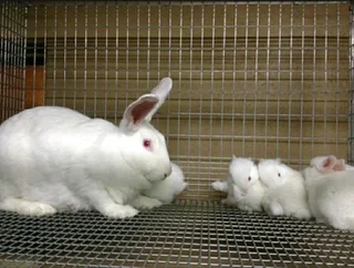 NEWZEALAND WHITE RABBITS AVAILABLE FOR SALE