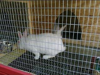 NEWZEALAND WHITE RABBITS AVAILABLE FOR SALE