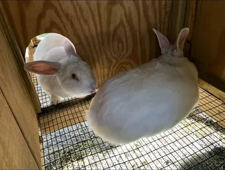 NEWZEALAND WHITE RABBITS AVAILABLE FOR SALE