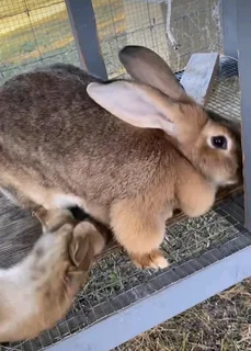 BEAUTIFUL BUNNIES AVAILABLE FOR SALE