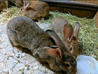 BEAUTIFUL BUNNIES AVAILABLE FOR SALE