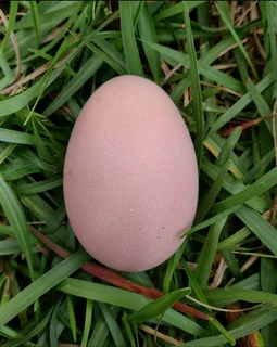 Black Australorp Chicks & Fertile Eggs Available For Sale