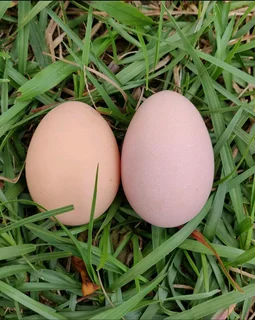 Quality BLACK AUSTRALORP CHICKS available for sale