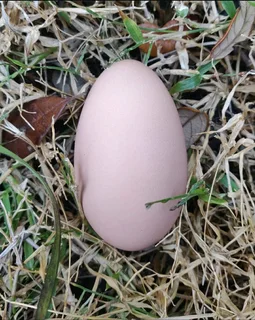 Quality BLACK AUSTRALORP CHICKS available for sale