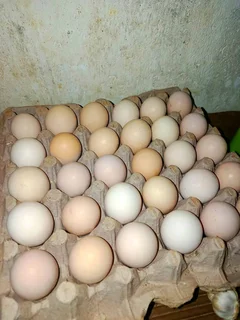 Quality Fertile Egg Supplier Available