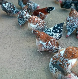 Point Of Laying Hens For Sale