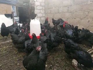 POINT OF LAYING HENS FOR SALE