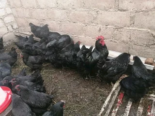 POINT OF LAYING HENS FOR SALE