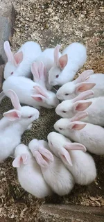 Beautiful bunnies available for sale
