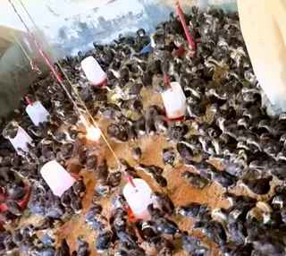 Black australorp chicks &amp; fertile eggs for sale