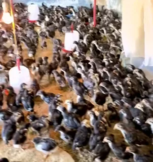 Black australorp chicks &amp; fertile eggs for sale