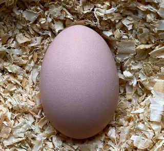 Black australorp chicks &amp; fertile eggs for sale