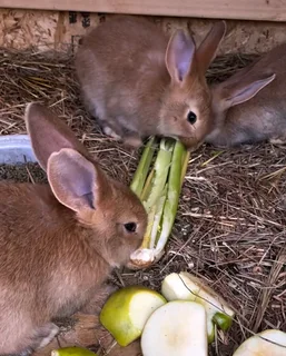 Beautiful bunnies available for sale