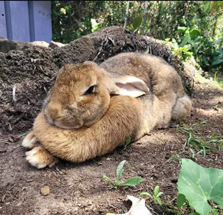 FLEMISH GIANTS AVAILABLE FOR SALE