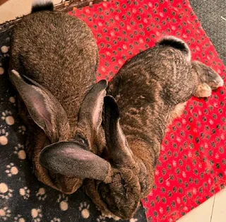 FLEMISH GIANTS AVAILABLE FOR SALE