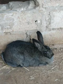 Quality Sa Phendula Rabbits Available For Sale