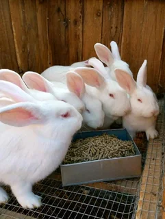QUALITY NEWZEALAND WHITE RABBITS FOR SALE