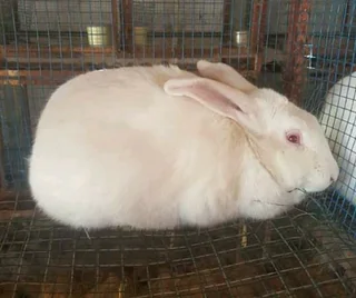 QUALITY NEWZEALAND WHITE RABBITS FOR SALE