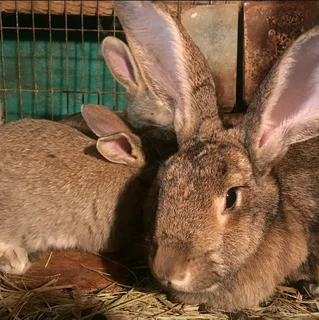 SA PHENDULA RABBITS AVAILABLE FOR SALE
