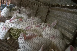 NEWZEALAND WHITE RABBITS FOR SALE