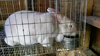 NEWZEALAND WHITE RABBITS FOR SALE